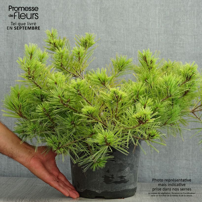 Spécimen de Pinus strobus Minima - Pin de Weymouth tel que livré en ete