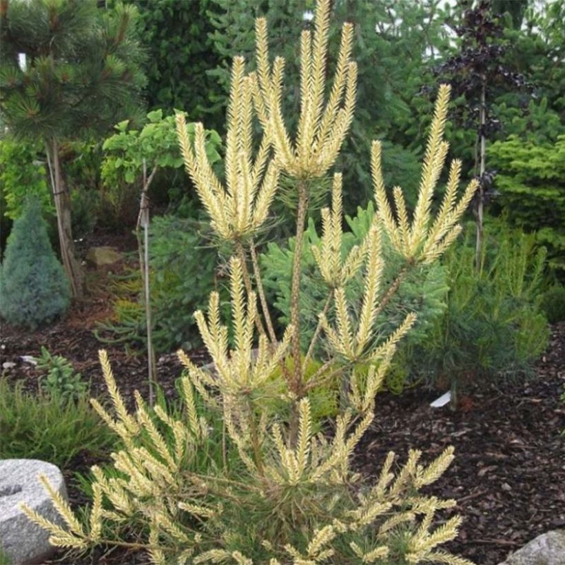 Pinus sylvestris Bialogon - Pin sylvestre nain                       (Feuillage)