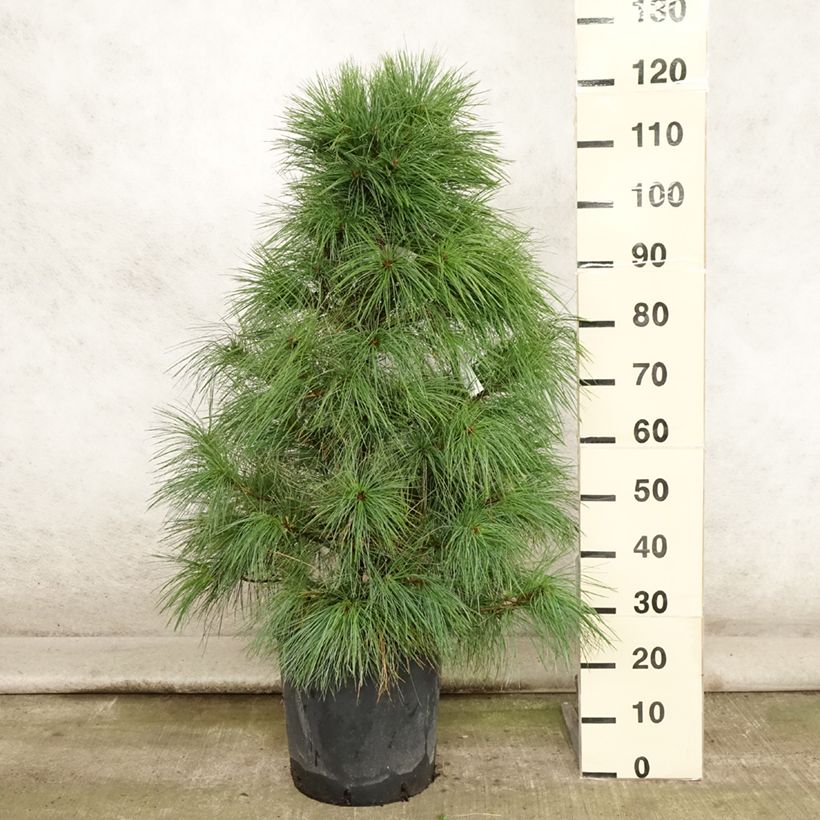 Spécimen de Pinus wallichiana - Pinus griffithii - Pin pleureur de l'Himalaya  Pot de 18L/20L tel que livré en été