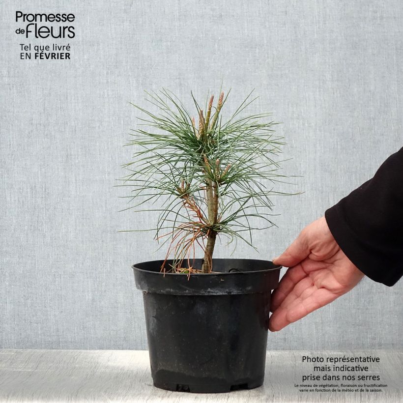 Spécimen de Pinus wallichiana - Pinus griffithii - Pin pleureur de l'Himalaya  Pot de 3L/4L tel que livré en hiver