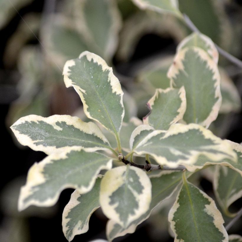 Pittosporum tenuifolium Variegatum (Feuillage)