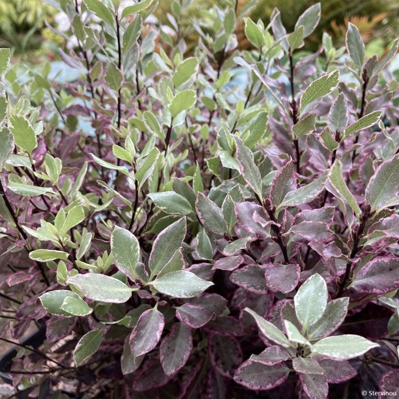 Pittosporum tenuifolium Bannow Bay (Feuillage)