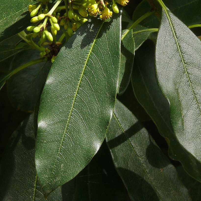 Pittosporum daphniphylloides (Feuillage)