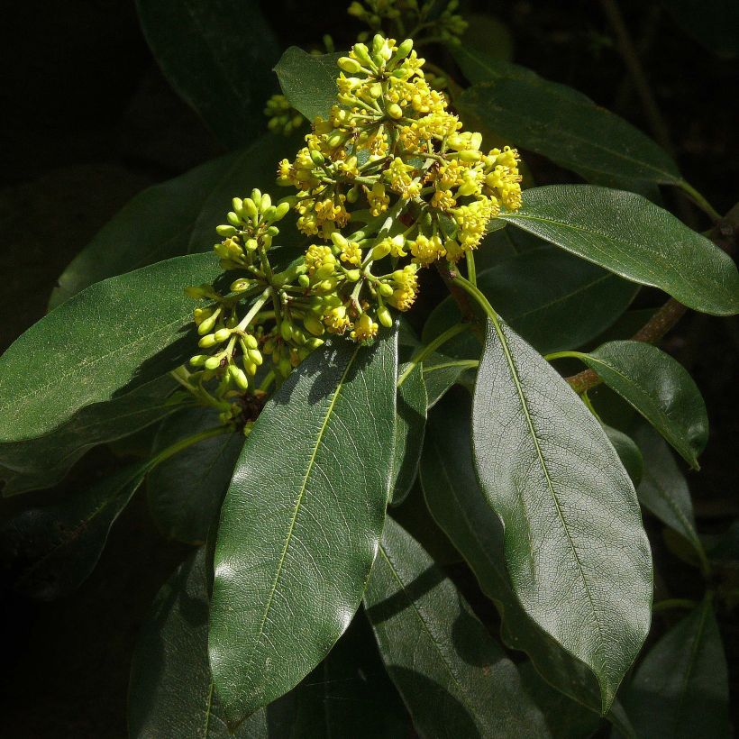 Pittosporum daphniphylloides (Floraison)