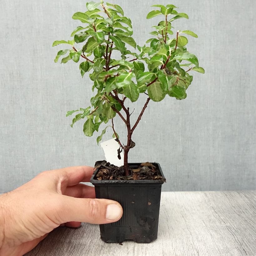 Spécimen de Pittosporum tenuifolium Brin de Soleil Godet de 8/9 cm tel que livré en été
