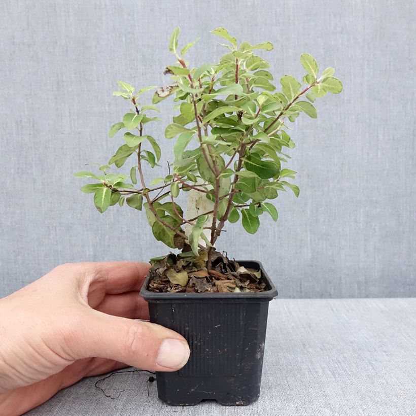 Spécimen de Pittosporum tenuifolium Brin de Soleil - Godet de 8/9 cm tel que livré au printemps