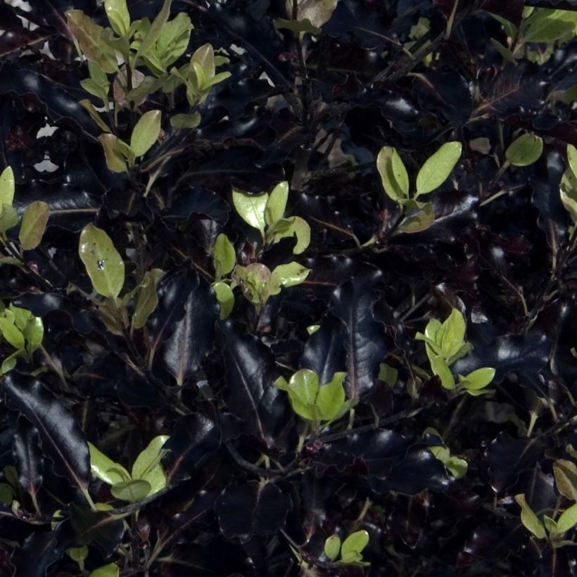 Pittosporum tenuifolium Dark Diva - Pittospore à petites feuilles (Feuillage)