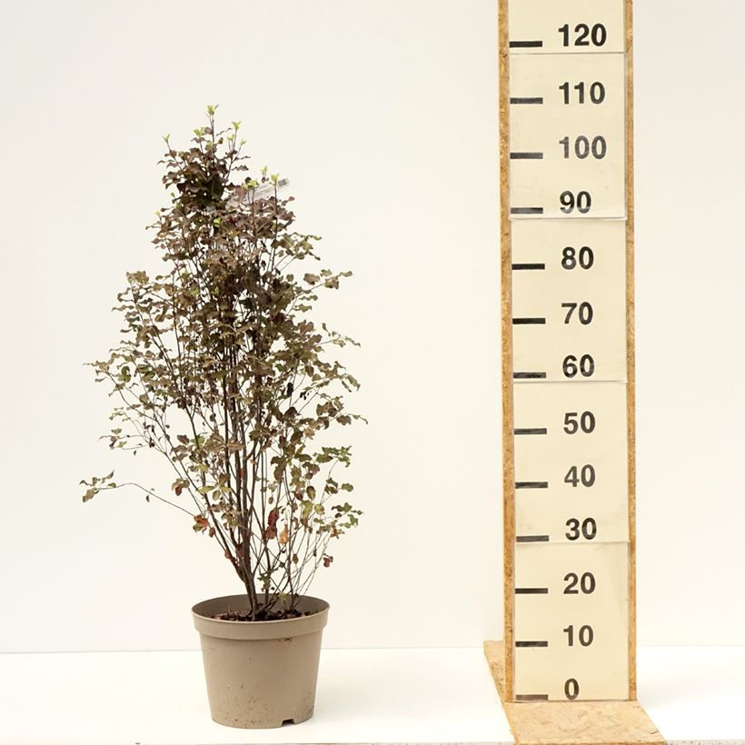 Spécimen de Pittosporum tenuifolium Dark Diva - Pittospore à petites feuilles Pot de 4L/5L tel que livré en été