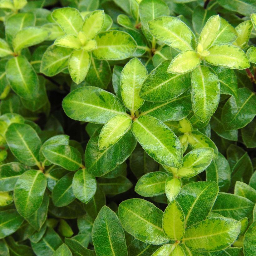 Pittosporum tenuifolium Golden Ball (Feuillage)