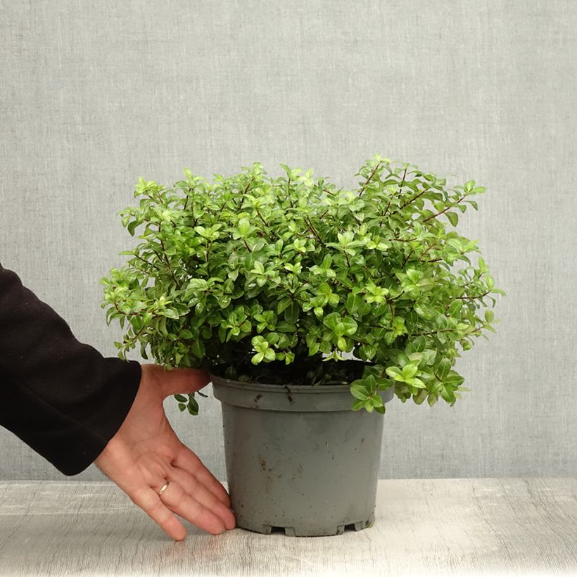 Spécimen de Pittosporum tenuifolium Golden Ball Pot de 2L/3L tel que livré en automne