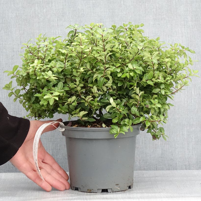 Spécimen de Pittosporum tenuifolium Golden Ball en pot de 2/3L tel que livré en hiver