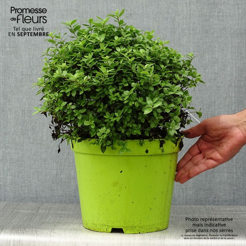 Spécimen de Pittosporum tenuifolium Golf ball - Pittosporum à petites feuilles tel que livré en automne