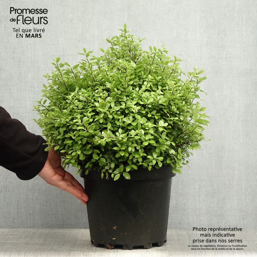 Spécimen de Pittosporum tenuifolium Golf ball - Pittosporum à petites feuilles Pot de 7L/10L Boule 30/40cm tel que livré au printemps