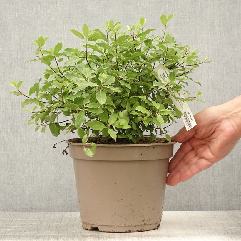Spécimen de Pittosporum tenuifolium Midget Pot de 2L/3L tel que livré en été