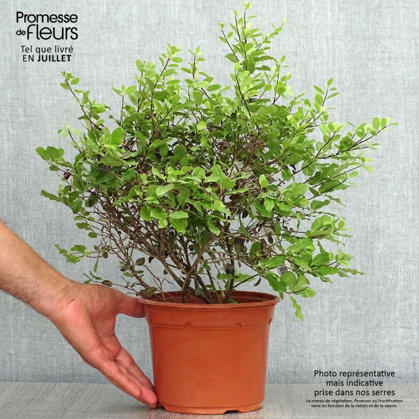 Spécimen de Pittosporum tenuifolium Tom Thumb - Pittosporum à petites feuilles Pot de 2L/3L tel que livré en été