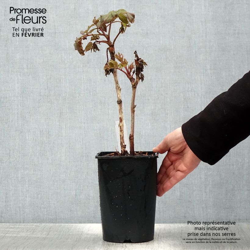 Spécimen de Pivoine arbustive 08 Juan Ye Hong - Paeonia suffruticosa Pot de 2L/3L tel que livré en hiver