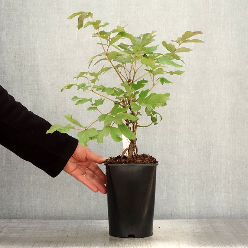 Spécimen de Pivoine arbustive 08 Juan Ye Hong - Paeonia suffruticosa - pot de 2L/3L tel que livré au printemps