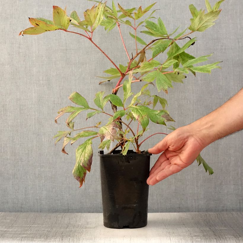 Spécimen de Pivoine arbustive Jin Ge - Paeonia suffruticosa Pot de 2L/3L tel que livré en été