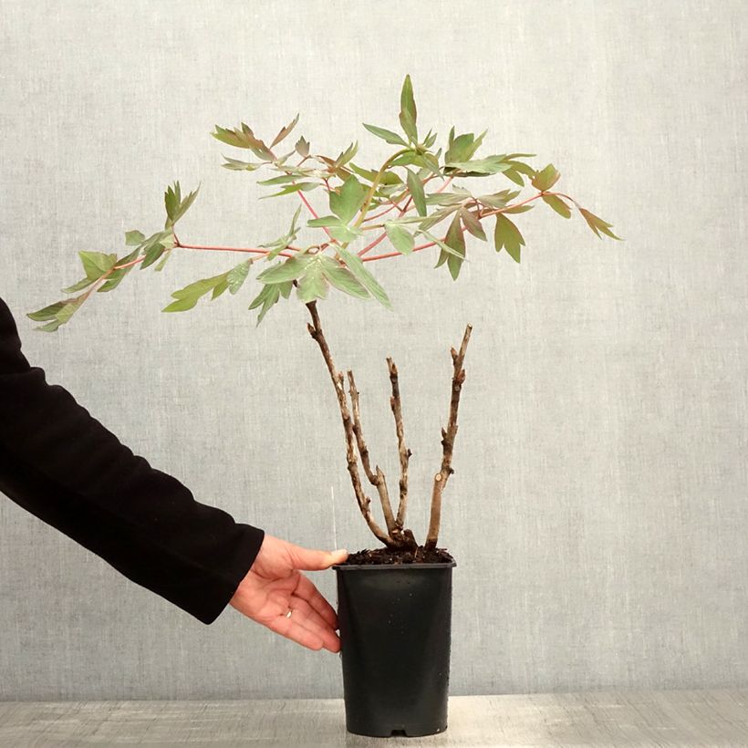 Spécimen de Pivoine arbustive Jin Ge - Paeonia suffruticosa - pot de 2L/3L tel que livré au printemps