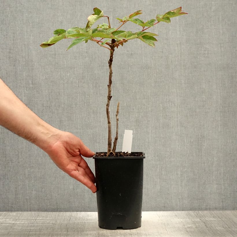 Spécimen de Pivoine arbustive Lan Bao Shi (Blue Jewel, Blue Sapphire) - Paeonia suffruticosa - pot de 2L/3L tel que livré au printemps