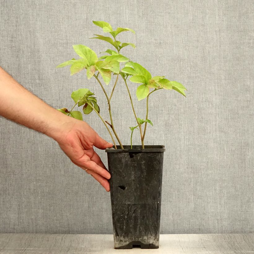 Spécimen de Pivoine Blaze Pot de 3L/4L tel que livré en été