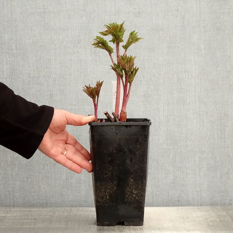 Spécimen de Pivoine Blaze - Pot de 3L/4L tel que livré au printemps