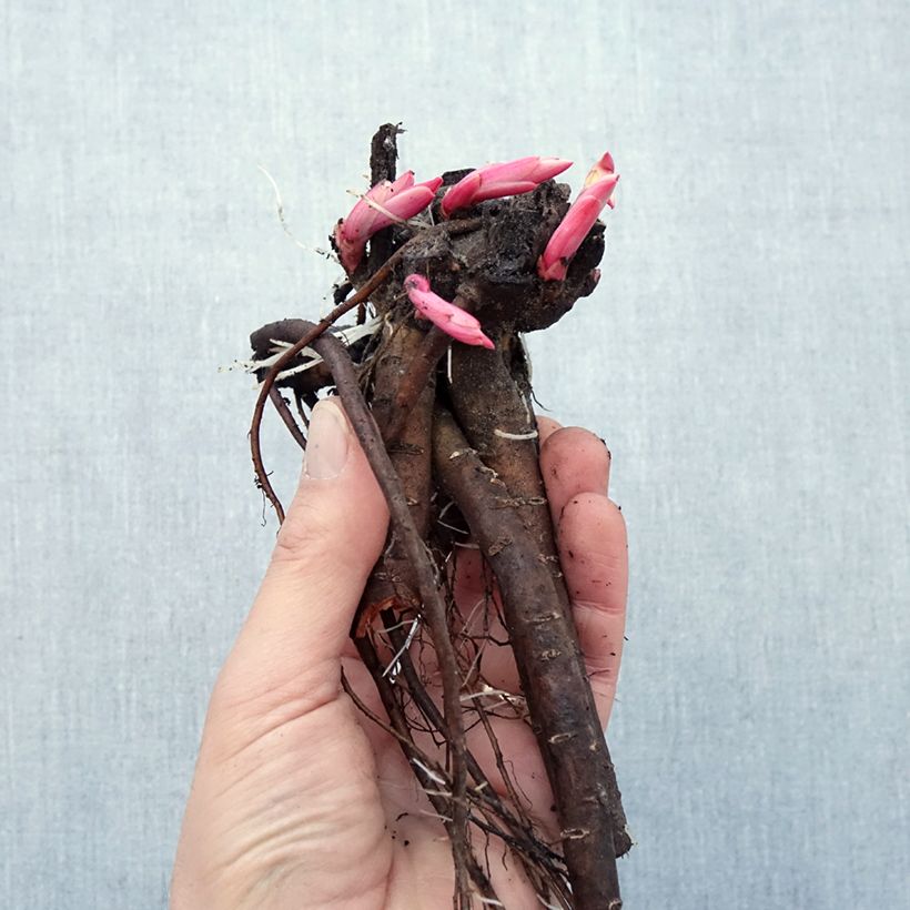 Spécimen de Pivoine botanique - Paeonia mascula Souche 3/5 yeux tel que livré en hiver