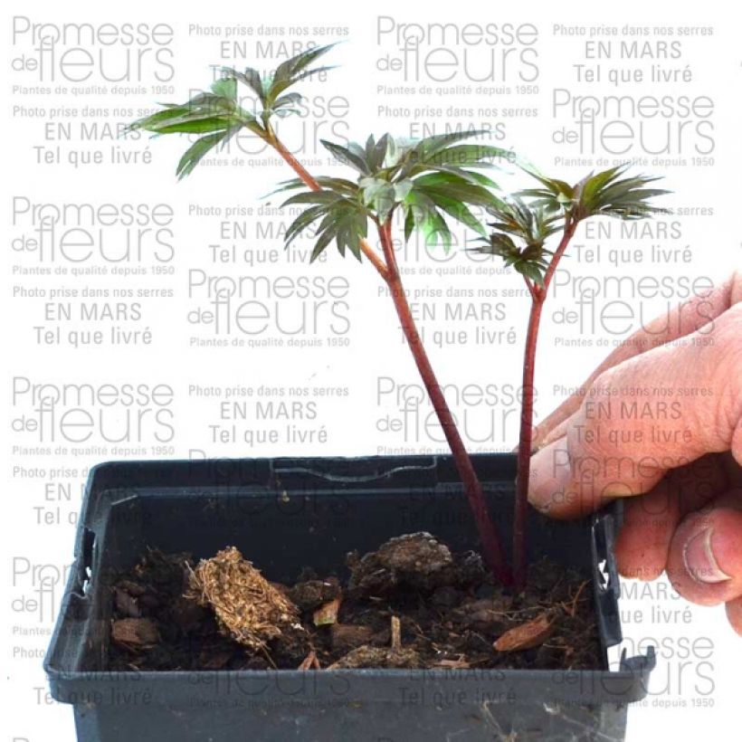 Exemple de spécimen de Pivoine botanique - Paeonia tenuifolia tel que livré