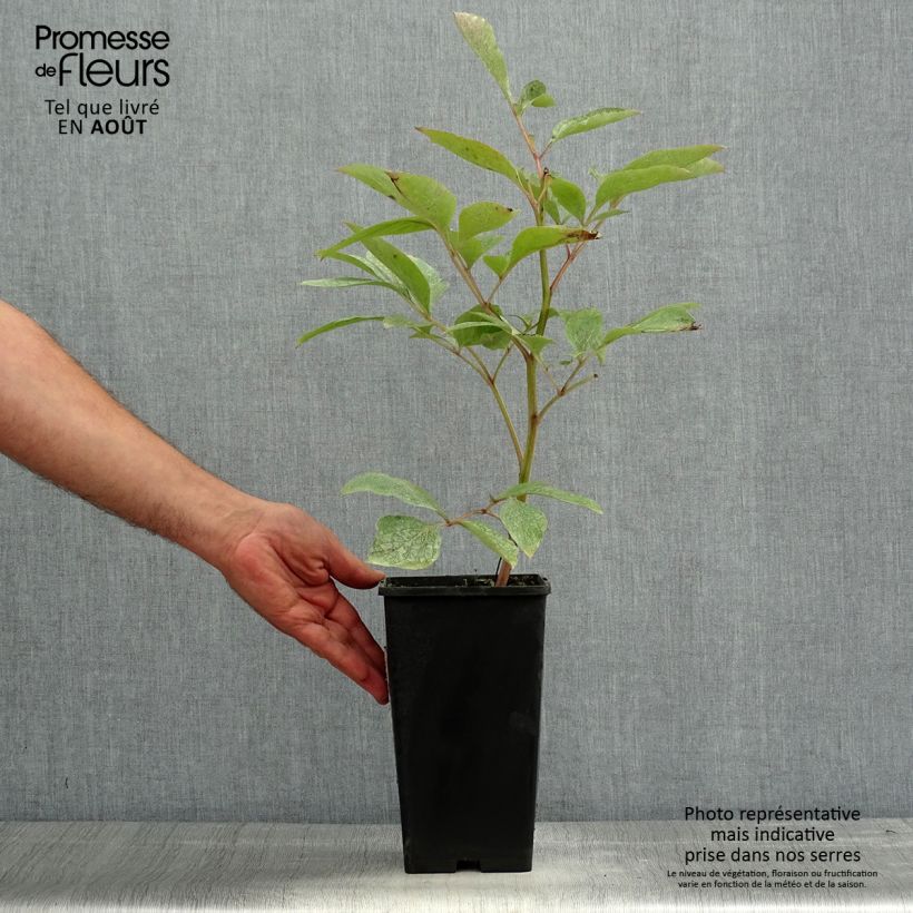 Spécimen de Pivoine Claire de Lune Pot de 3L/4L tel que livré en été