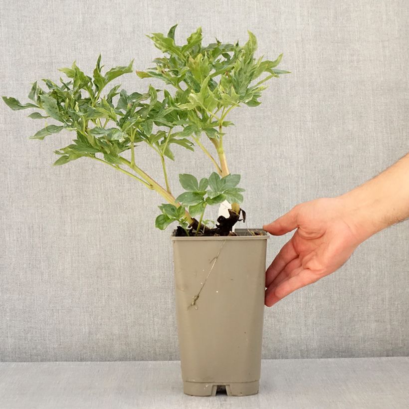 Spécimen de Pivoine Coral Sunset Pot de 3L/4L tel que livré en été