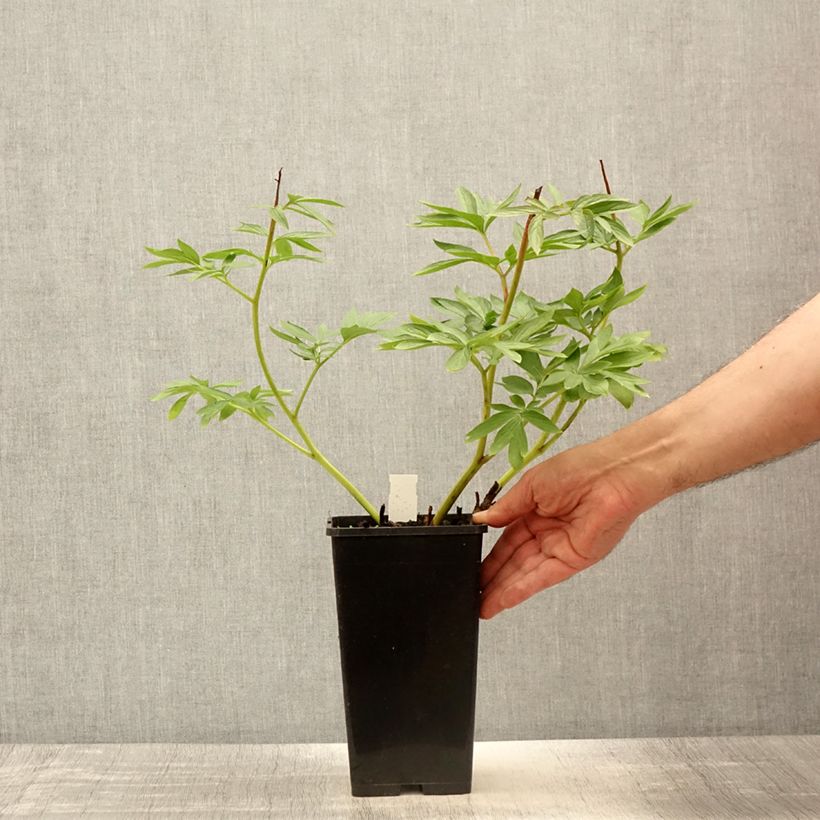 Spécimen de Pivoine Flame - Pot de 3L/4L tel que livré au printemps