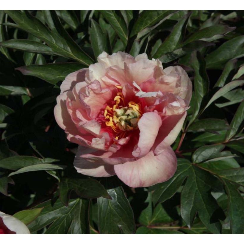 Pivoine Itoh Canary Brillant (Floraison)