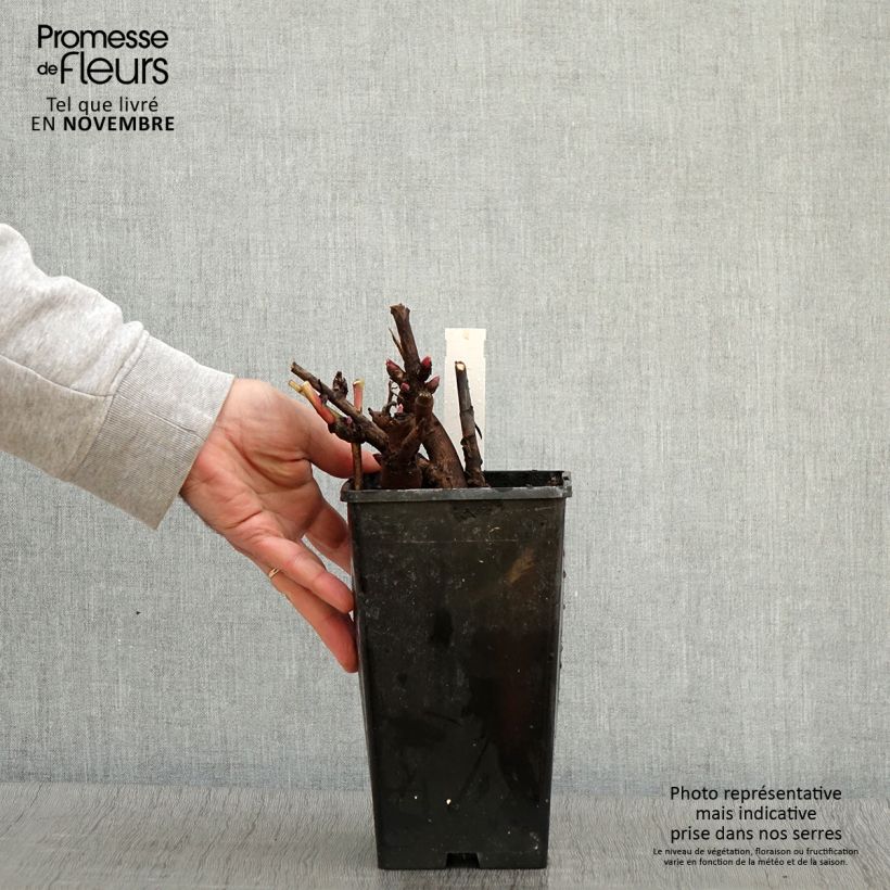Spécimen de Pivoine Itoh Canary Brillant Pot de 3L/4L tel que livré en automne