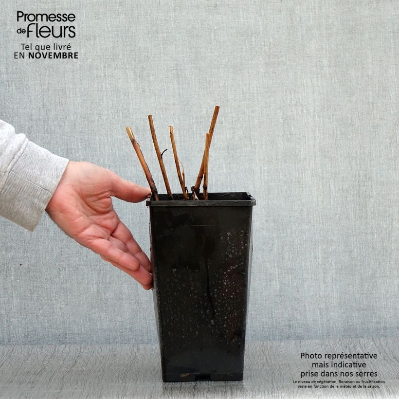 Spécimen de Pivoine Itoh Cora Louise Pot de 3L/4L tel que livré en automne