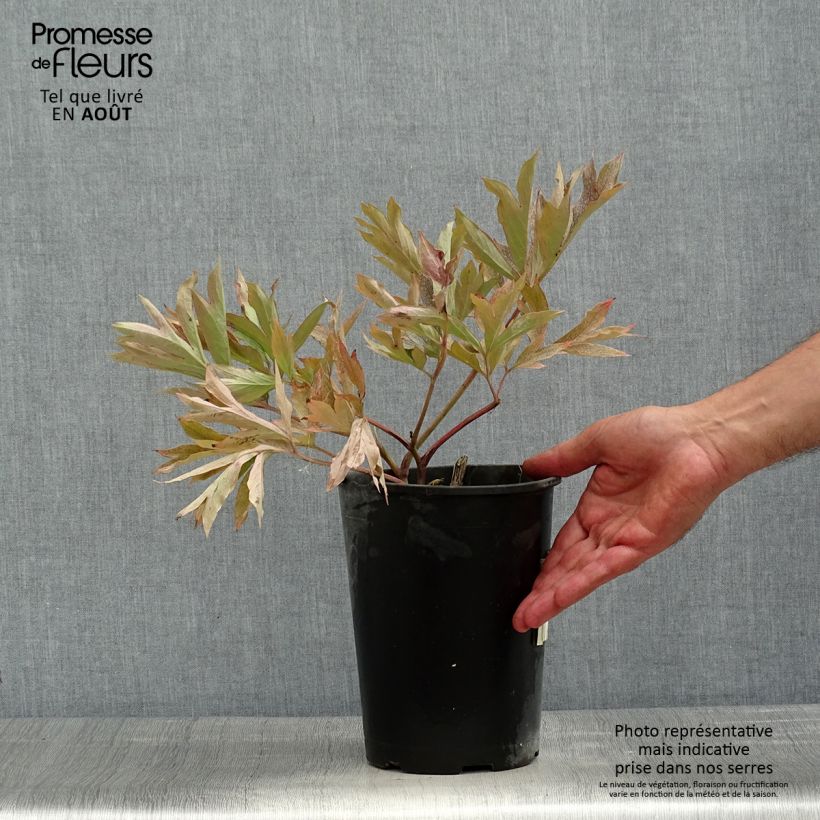 Spécimen de Pivoine Itoh Cora Louise Pot de 3L/4L tel que livré en été