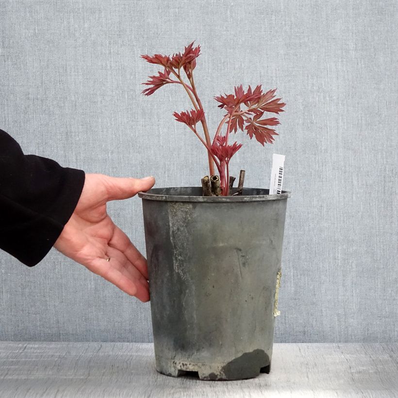 Spécimen de Pivoine Itoh First Arrival - Pot de 3L/4L tel que livré au printemps