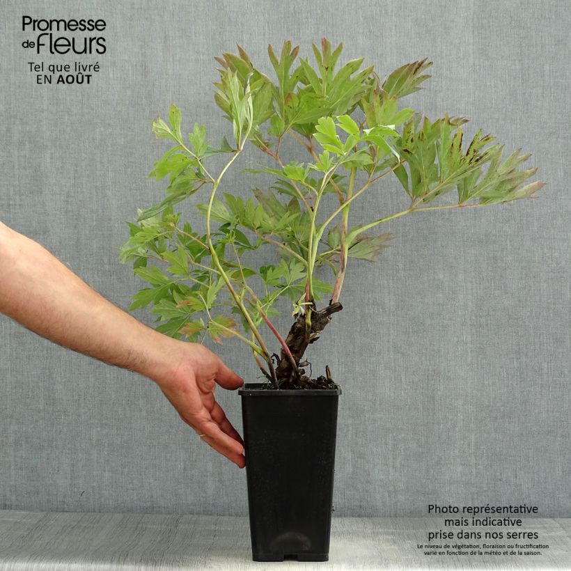 Spécimen de Pivoine Itoh First Arrival - Souche de 3 à 5 yeux tel que livré en été
