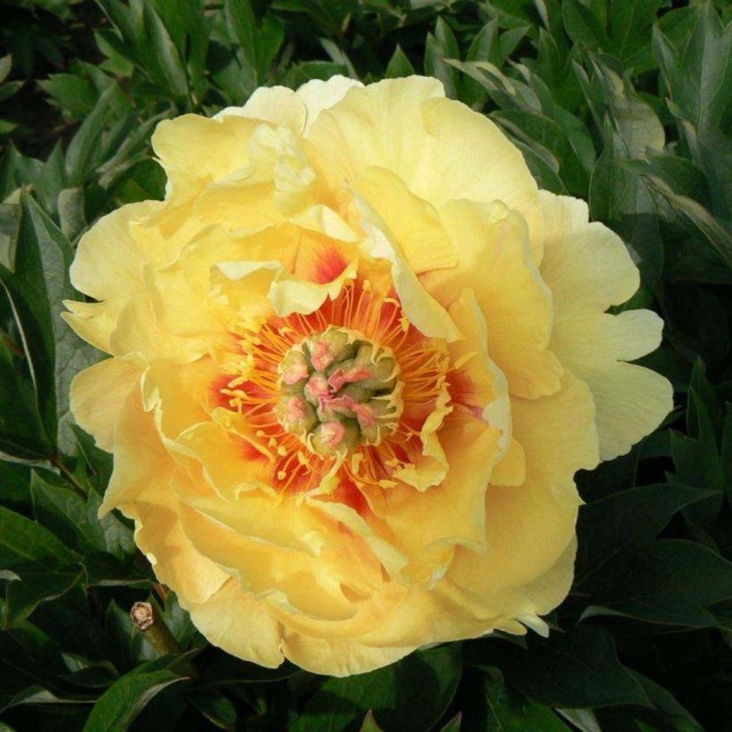 Pivoine Itoh Garden Treasure (Floraison)