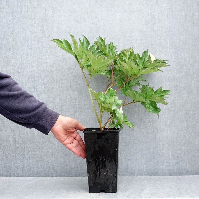 Spécimen de Pivoine Itoh Garden Treasure Pot de 4L/5L tel que livré au printemps