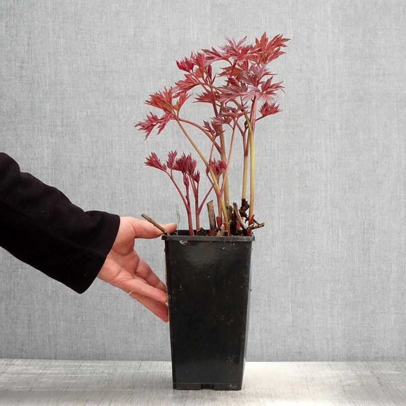 Spécimen de PIvoine Itoh Julia Rose - Pot de 2L/3L tel que livré au printemps