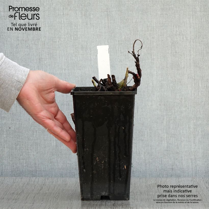 Spécimen de Pivoine Itoh Old Rose Dandy Pot de 3L/4L tel que livré en automne