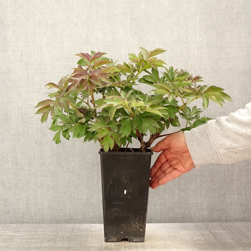 Spécimen de Pivoine Itoh Old Rose Dandy - Pot de 3L/4L tel que livré au printemps
