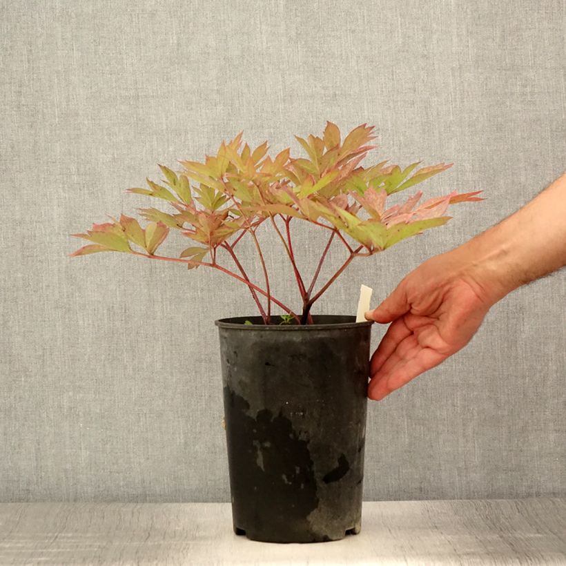 Spécimen de PIvoine Itoh Pastel Splendor Pot de 2L/3L tel que livré en été