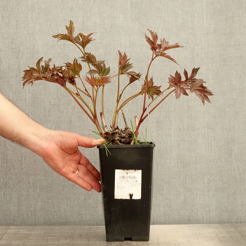 Spécimen de Pivoine Itoh Pink Ardour - Paeonia - Pot de 3L/4L tel que livré au printemps