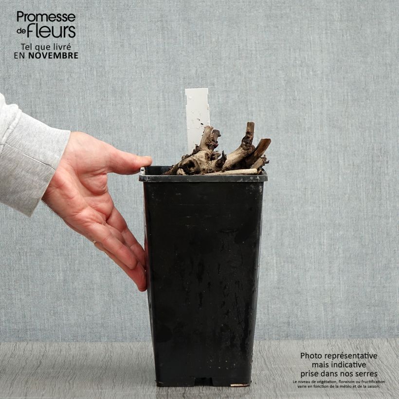 Spécimen de Pivoine Itoh Scarlet Heaven Pot de 2L/3L tel que livré en automne