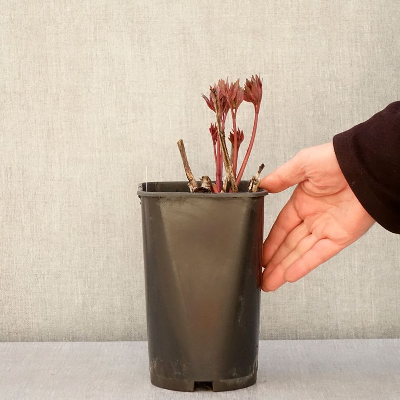Spécimen de Pivoine Itoh Scarlet Heaven - Pot de 2L/3L tel que livré au printemps