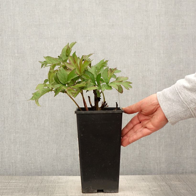 Spécimen de Pivoine itoh Viking Full Moon  - Pot de 3L/4L tel que livré au printemps