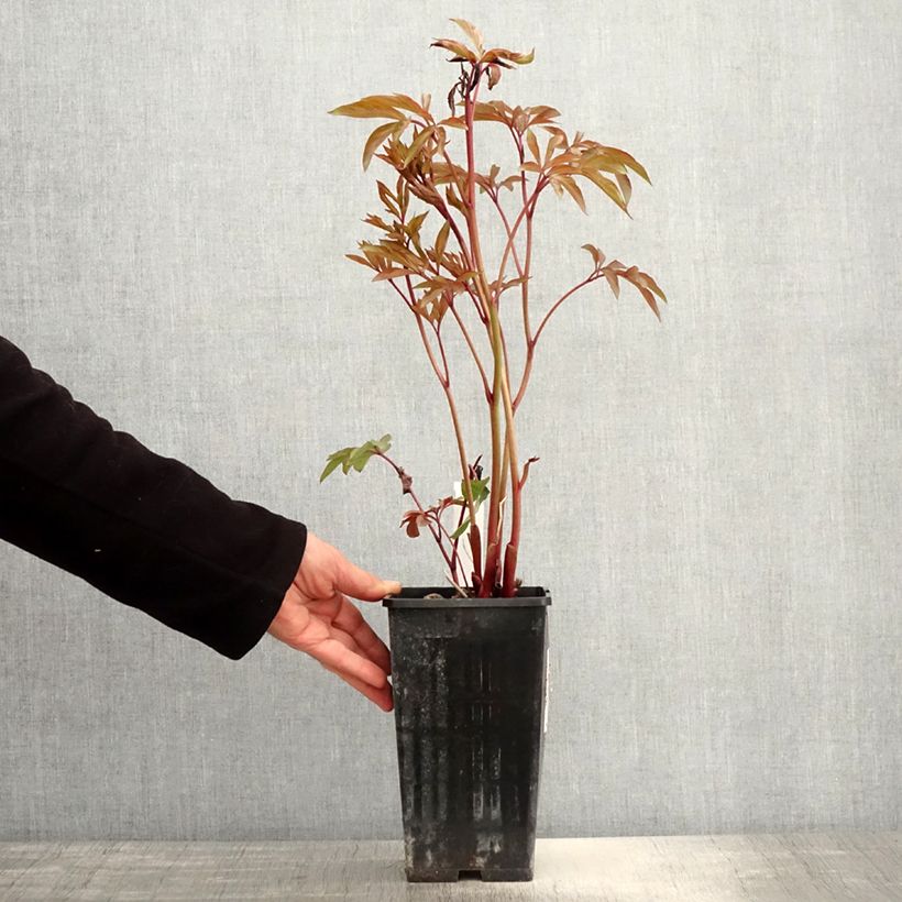 Spécimen de Pivoine lactiflora Amabilis - Pot de 3L/4L tel que livré au printemps