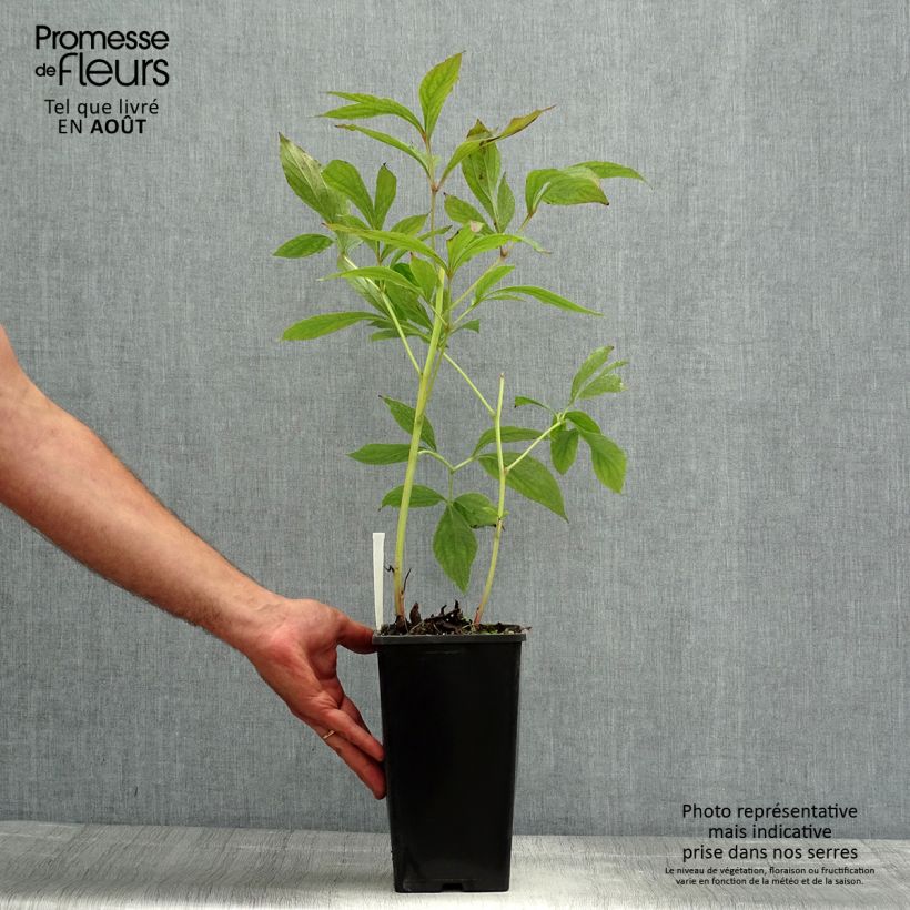 Spécimen de Pivoine lactiflora Bowl of Beauty Pot de 3L/4L tel que livré en été