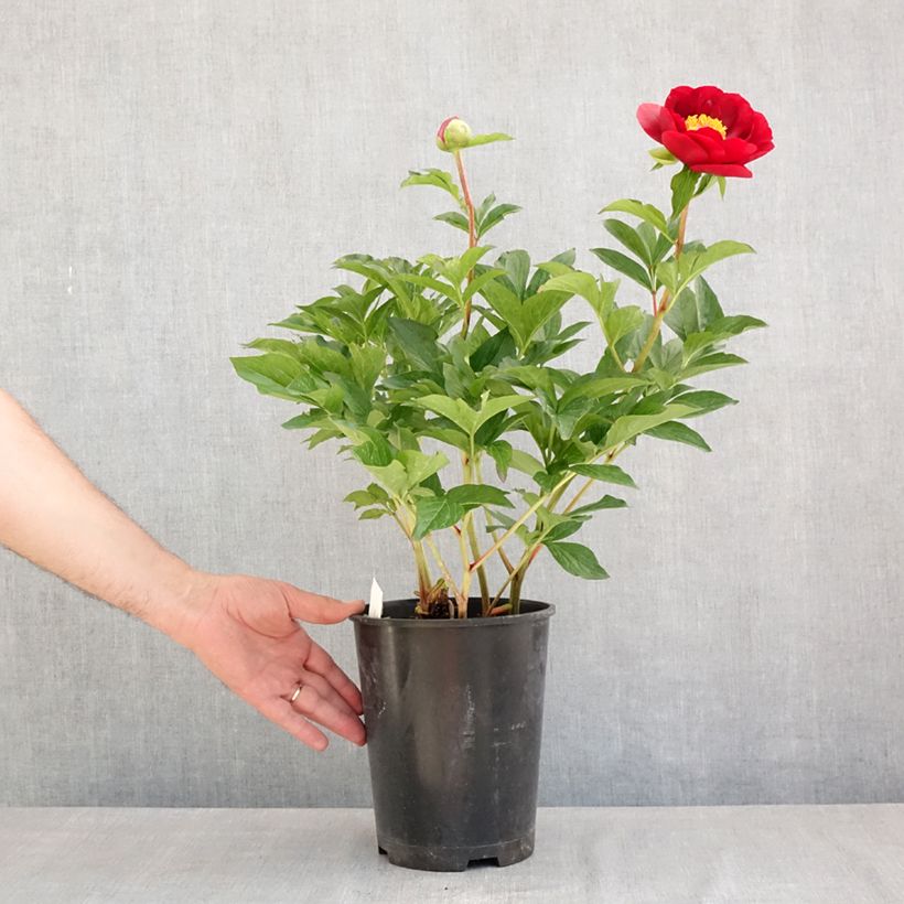 Spécimen de Pivoine lactiflora Buckeye Belle Pot de 3L/4L tel que livré au printemps